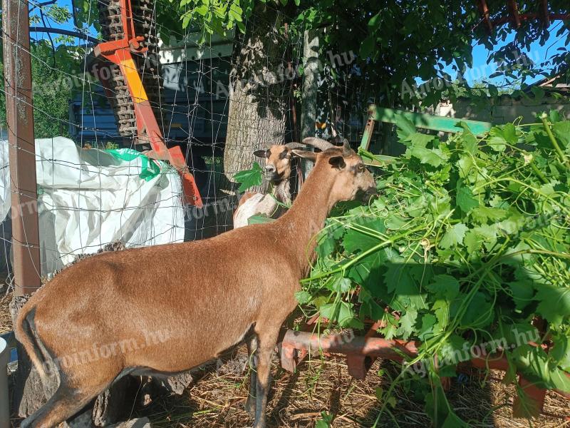 Cameroon sheep, sheep for sale in one