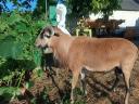Cameroon sheep, sheep for sale in one