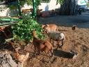 Cameroon sheep, sheep for sale in one