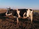 Holstein-Friesian cows
