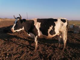 Holstein-fríz tehenek