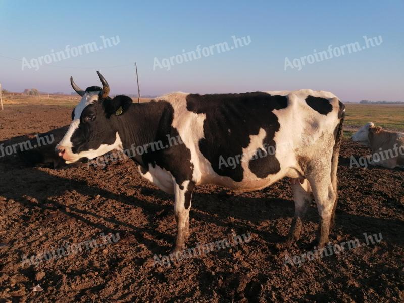 Holstein-Friesian cows