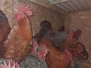 1 year old roosters looking for a new yard