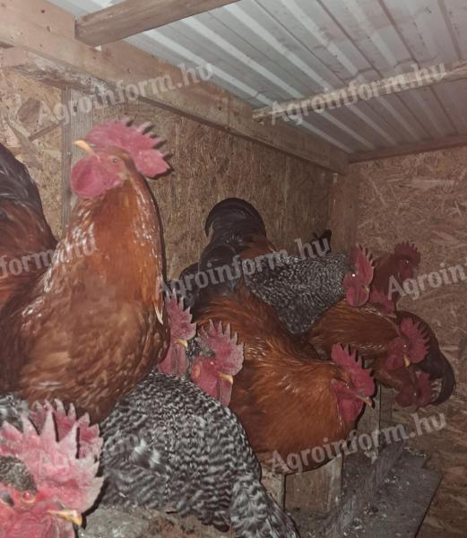 1 year old roosters looking for a new yard