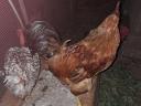 1 year old roosters looking for a new yard
