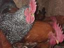 1 year old roosters looking for a new yard