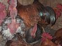 1 year old roosters looking for a new yard