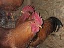 1 year old roosters looking for a new yard