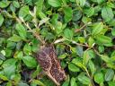 Bird quince, Mirtus lynx, Creeping birch, Small meténg, Large meténg