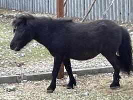 Shetlandi pónik