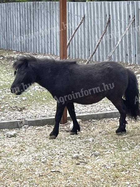 Ponys
