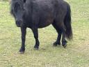 Ponys