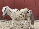 Ponys