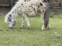 Ponys