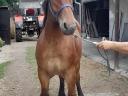 Pferd