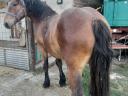 Pferd