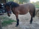 Pferd