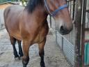 Pferd