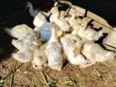 Pre-bred white goose 4,5 weeks old for sale in Debrecen