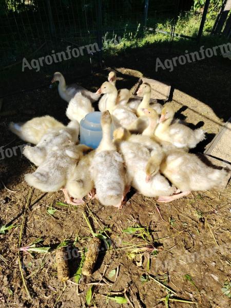 Pre-bred white goose 4,5 weeks old for sale in Debrecen