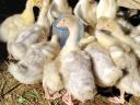 Pre-bred white goose 4,5 weeks old for sale in Debrecen