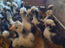 Dutch and Paduan bobwhite chickens