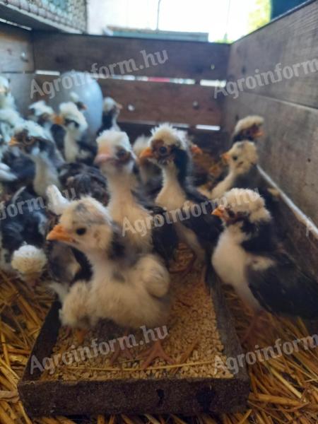Dutch and Paduan bobwhite chickens