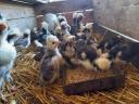 Dutch and Paduan bobwhite chickens