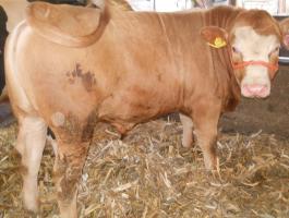 Eladó Limousin és Blonde borjak