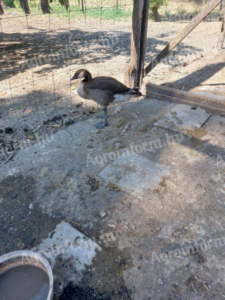 Canada Goose