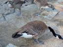 Canada Goose