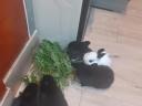 Bunnies for sale