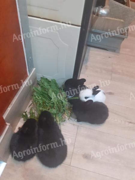 Bunnies for sale