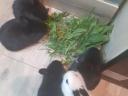Bunnies for sale