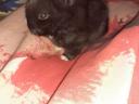 Bunnies for sale