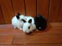 Bunnies for sale