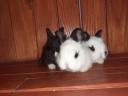 Bunnies for sale