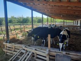 Holstein fríz bika borjú eladó
