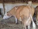 8 20-month old bulls and cows