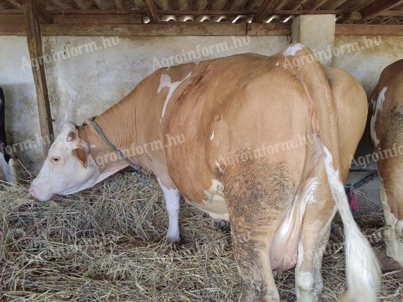 8 20-month old bulls and cows
