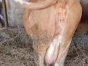 8 20-month old bulls and cows