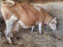 8 20-month old bulls and cows
