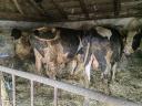 8 20-month old bulls and cows