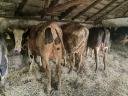 8 20-month old bulls and cows