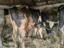 8 20-month old bulls and cows