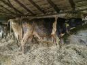 8 20-month old bulls and cows
