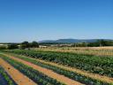 Panoramagrundstück in der Nähe von Pécs zu verkaufen