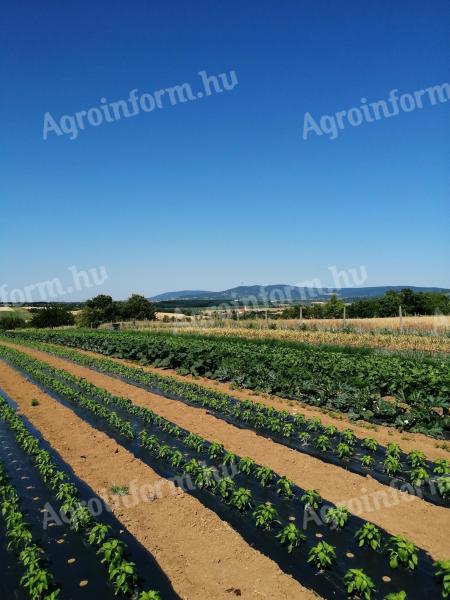 Panoramagrundstück in der Nähe von Pécs zu verkaufen