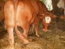 Limousine heifer for sale