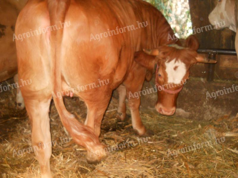 Limousine heifer for sale